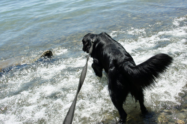 wp-000-flatretriever-13-24 Mte_09