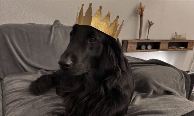 Heute ist Dreikönigstag - Traditionell wird am 6. Januar ein Dreikönigskuchen verspeist. Wer das Figürchen im blütenförmigen Kuchen findet, ist für einen Tag König.🤗👑